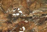 Colorful, Hubbard Basin Petrified Wood Slab - Nevada #258232-1